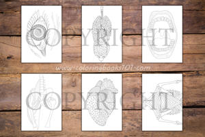 Anatomy Coloring Book for Adults