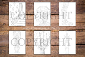 Anatomy Coloring Book for Adults