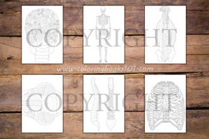 Anatomy Coloring Book for Adults